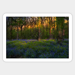 Bluebells Morning Sticker